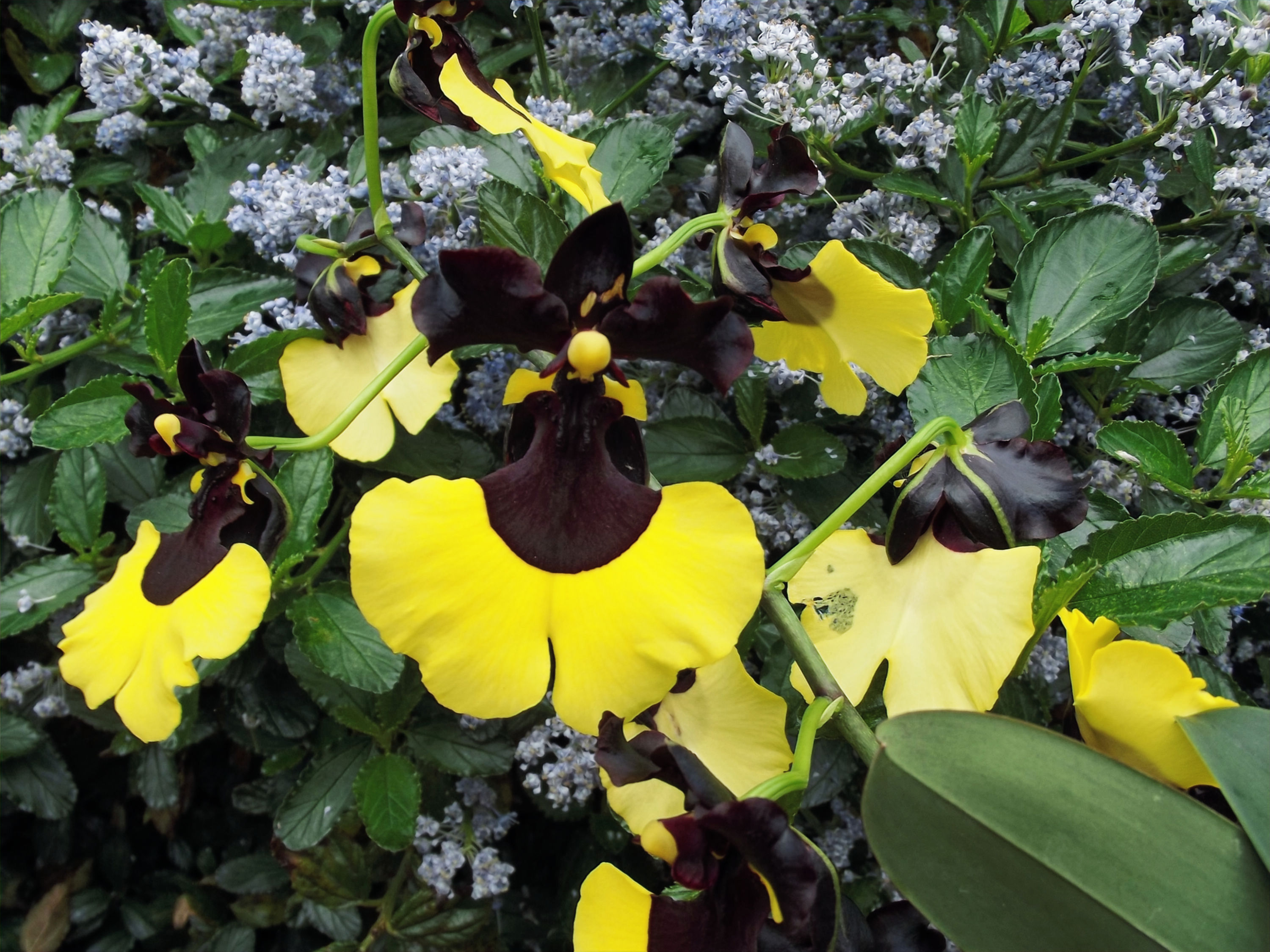 Oncidium Sabine Meyer / Oncidium Jiaho Queen