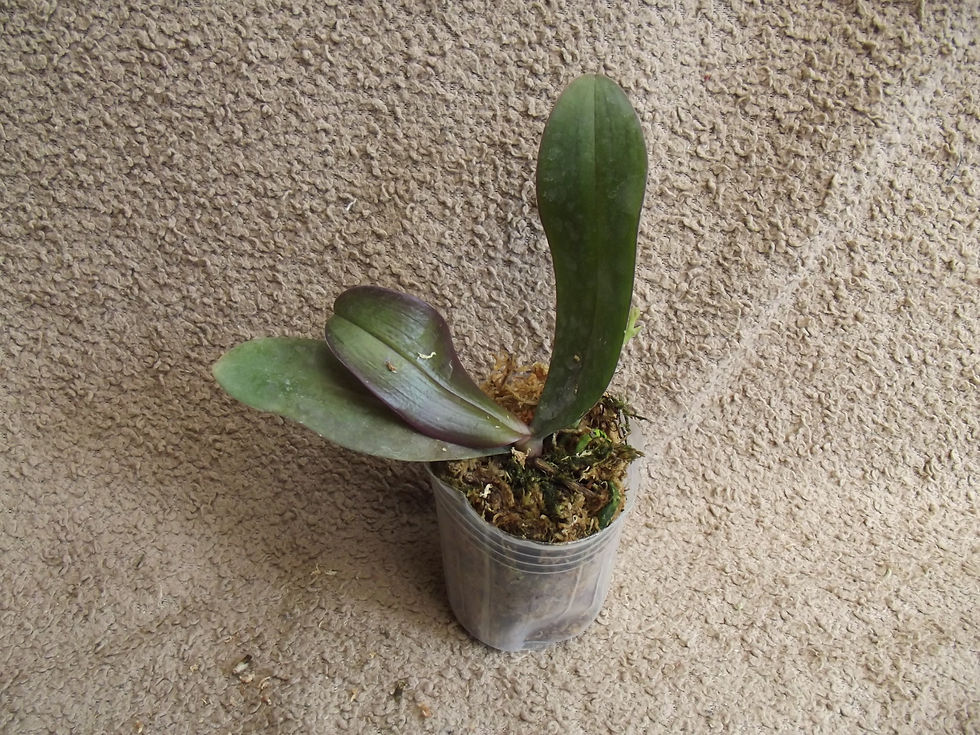 Thumbnail: Phalaenopsis Marianne Schmoll