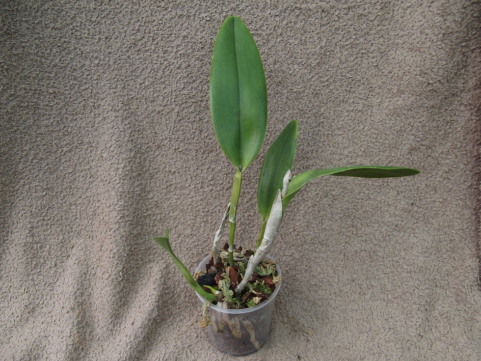 Thumbnail: Epidendrum ciliare