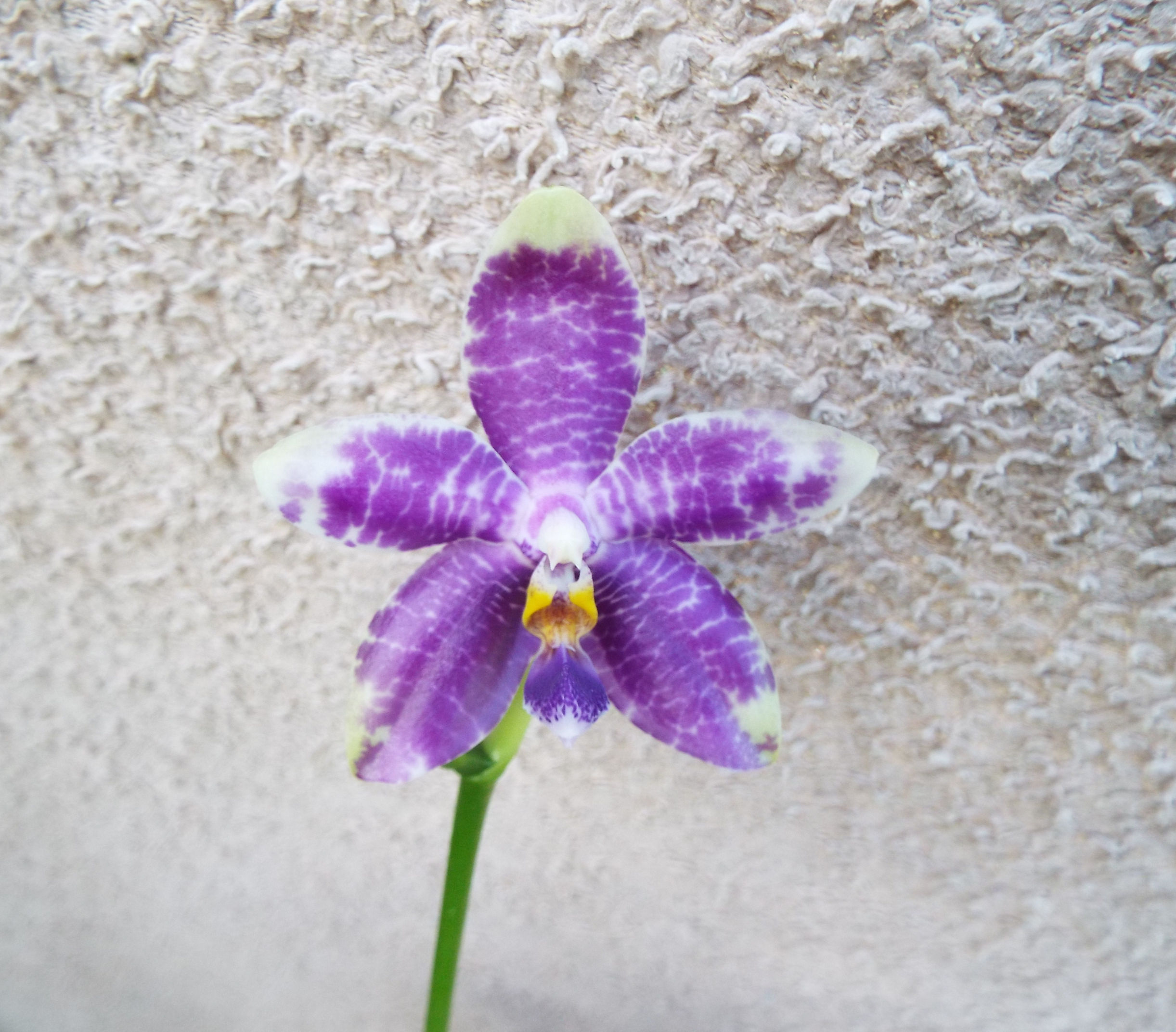 Phalaenopsis KS Luedde x Ll Blue Parrot