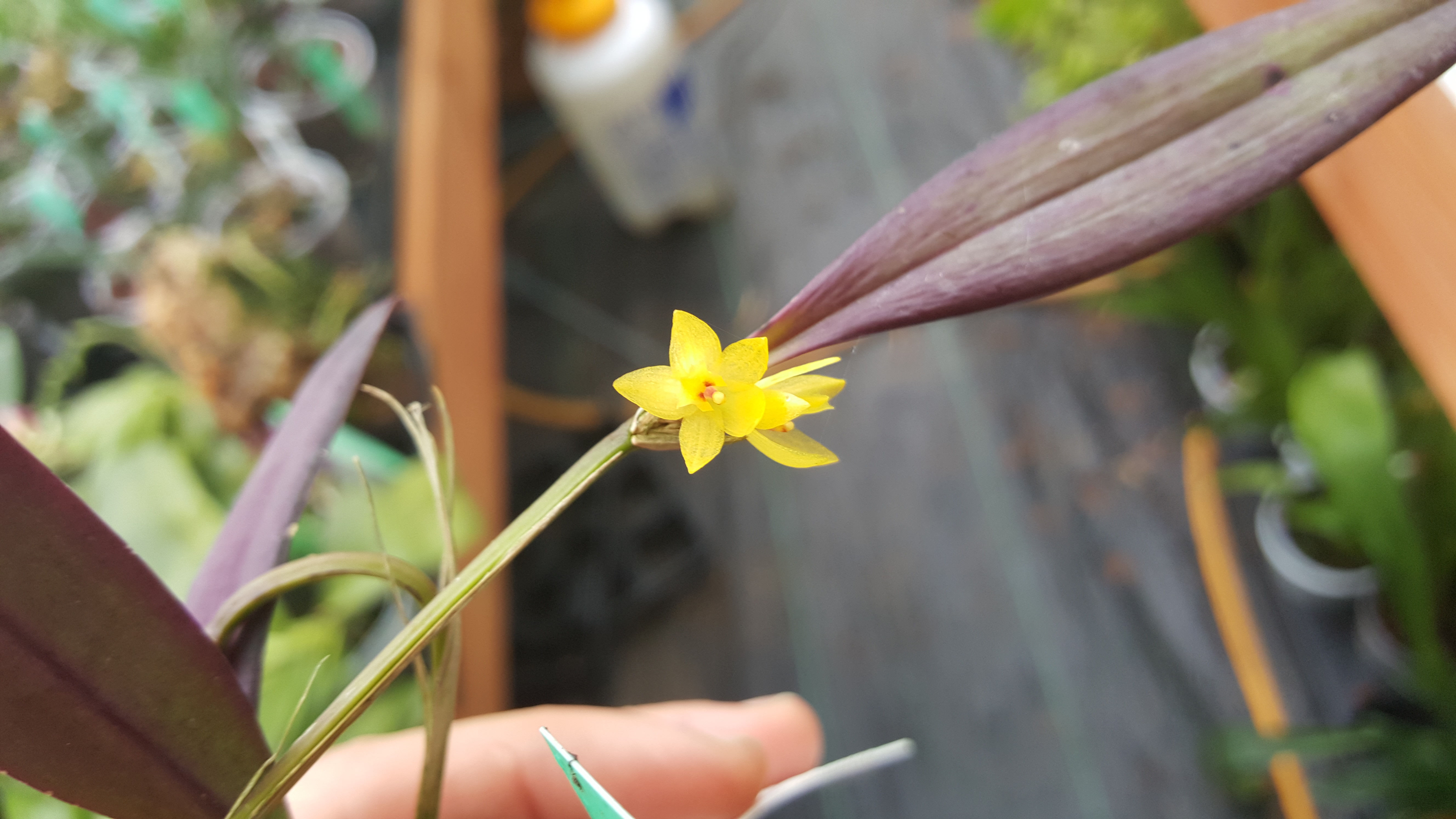 Octomeria grandiflora