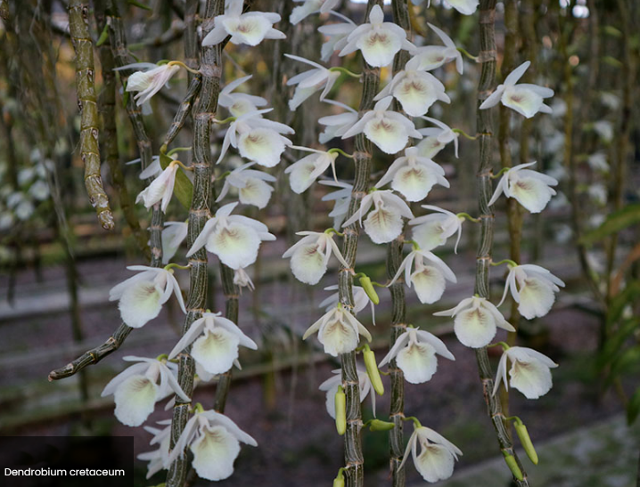 Dendrobium cretaceum