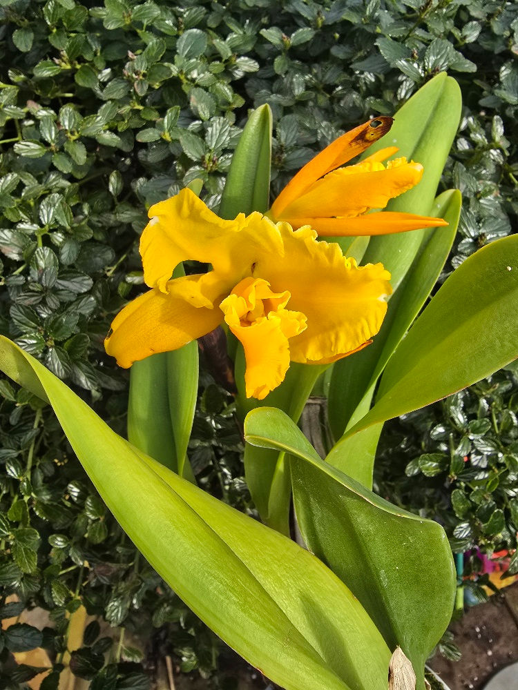 Cattleya hybrid (SF)