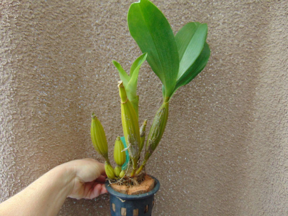 Thumbnail: Dendrobium macrophyllum