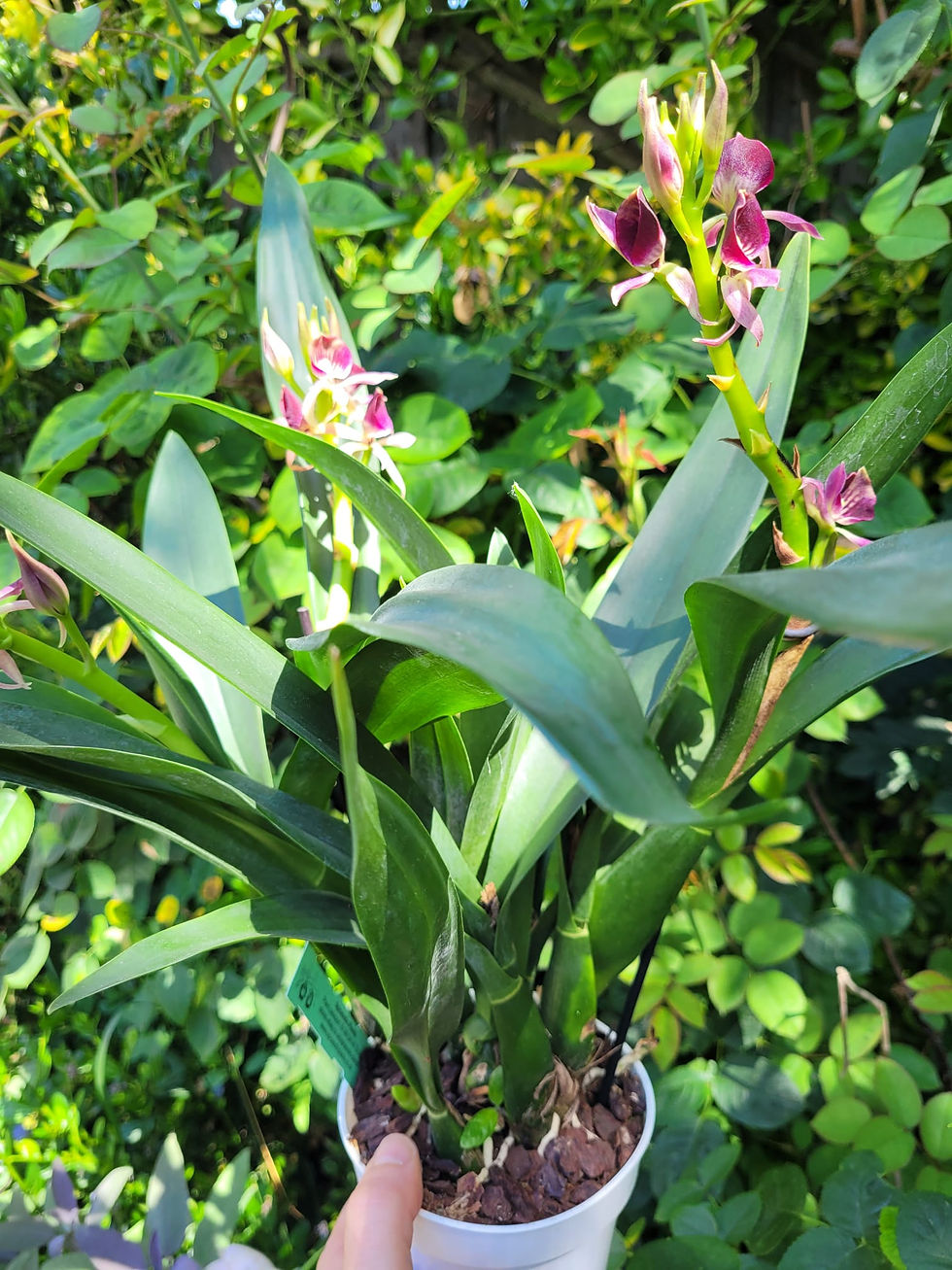 Thumbnail: Encyclia hybrid