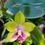 Thumbnail: Phalaenopsis Mituo Prince Ching Ming