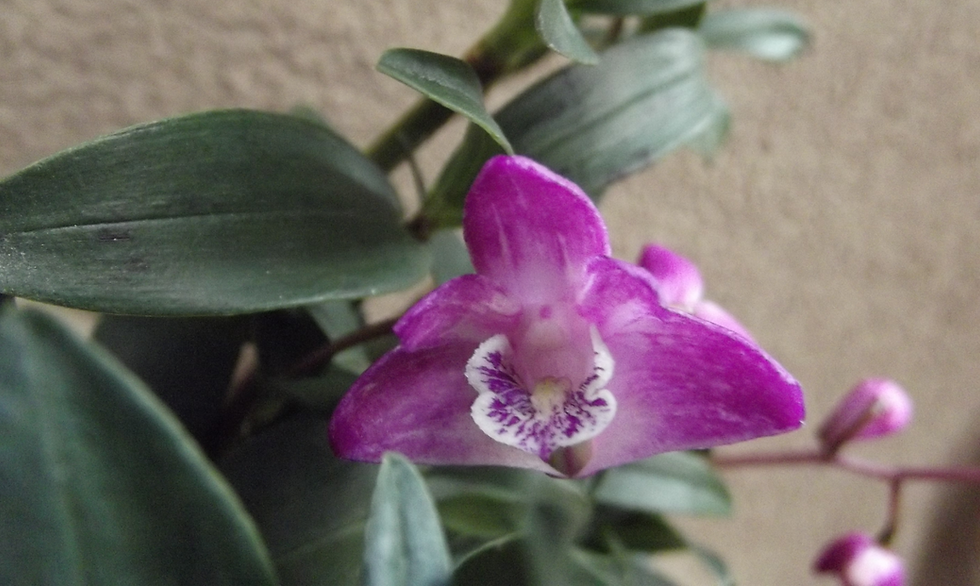 Thumbnail: Dendrobium kingianum mounted