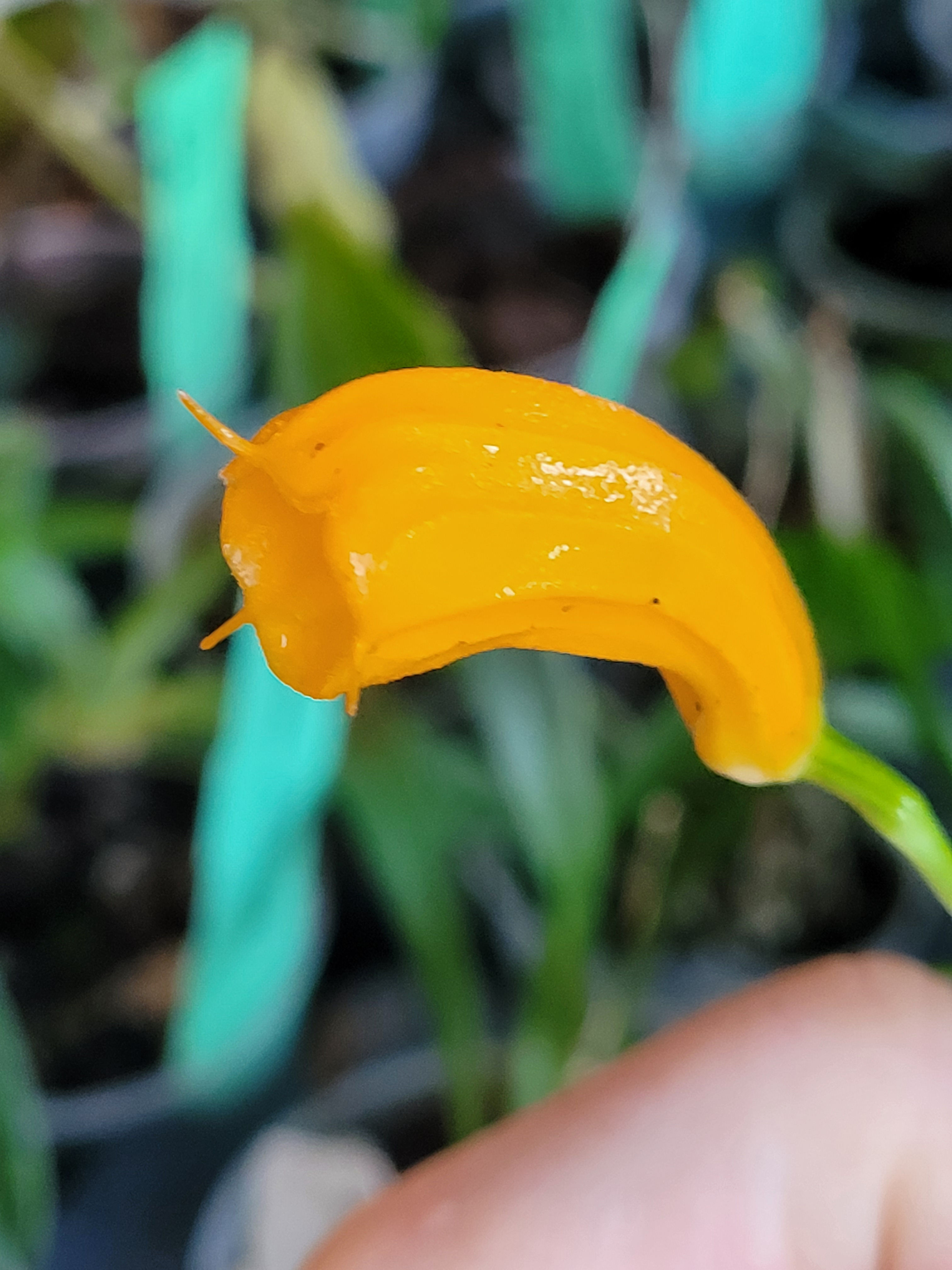 Masdevallia mendozae