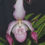 Thumbnail: Phragmipedium Charlie Hanson