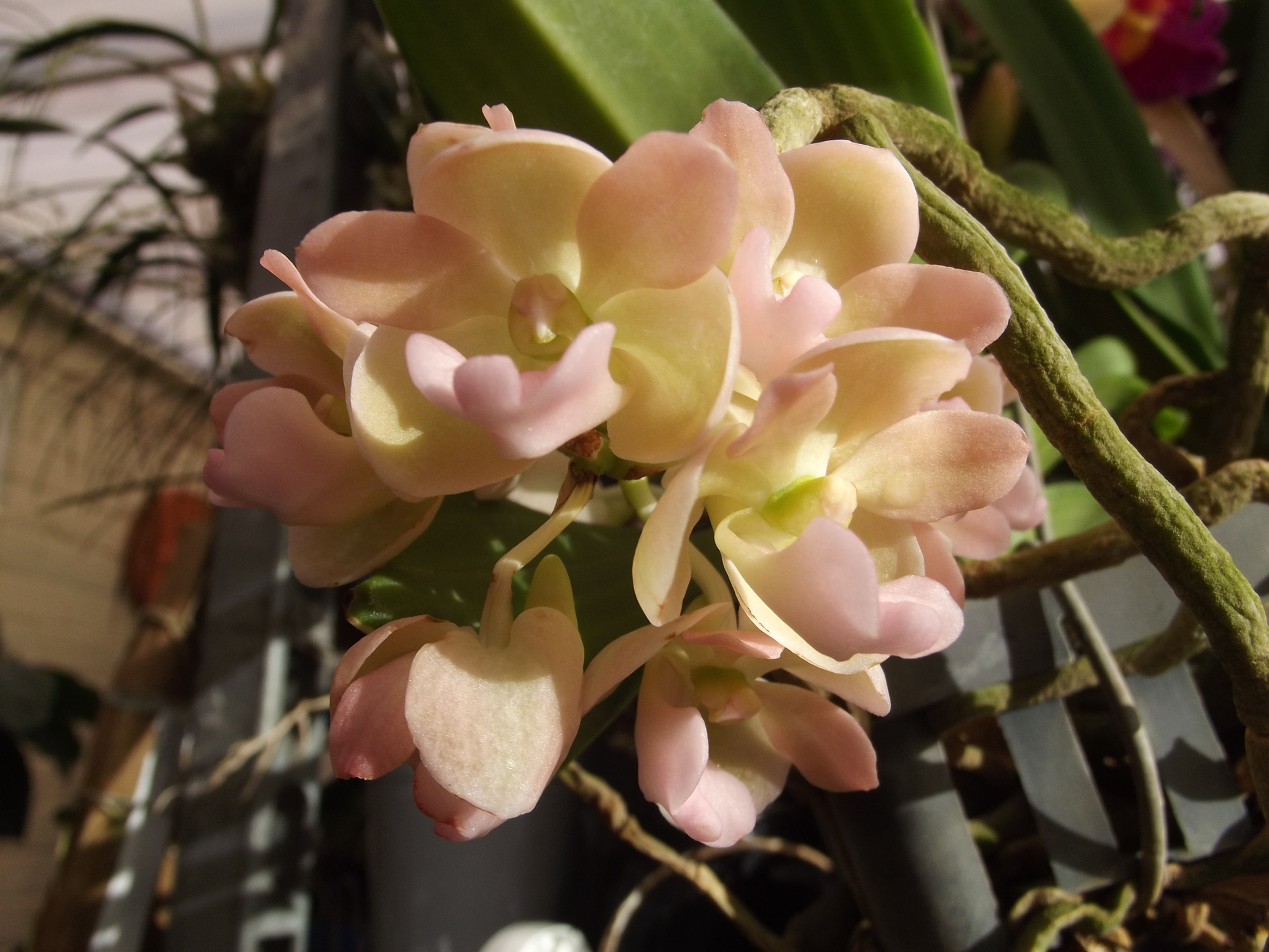 Rhynchostylis gigantea 'Peach'