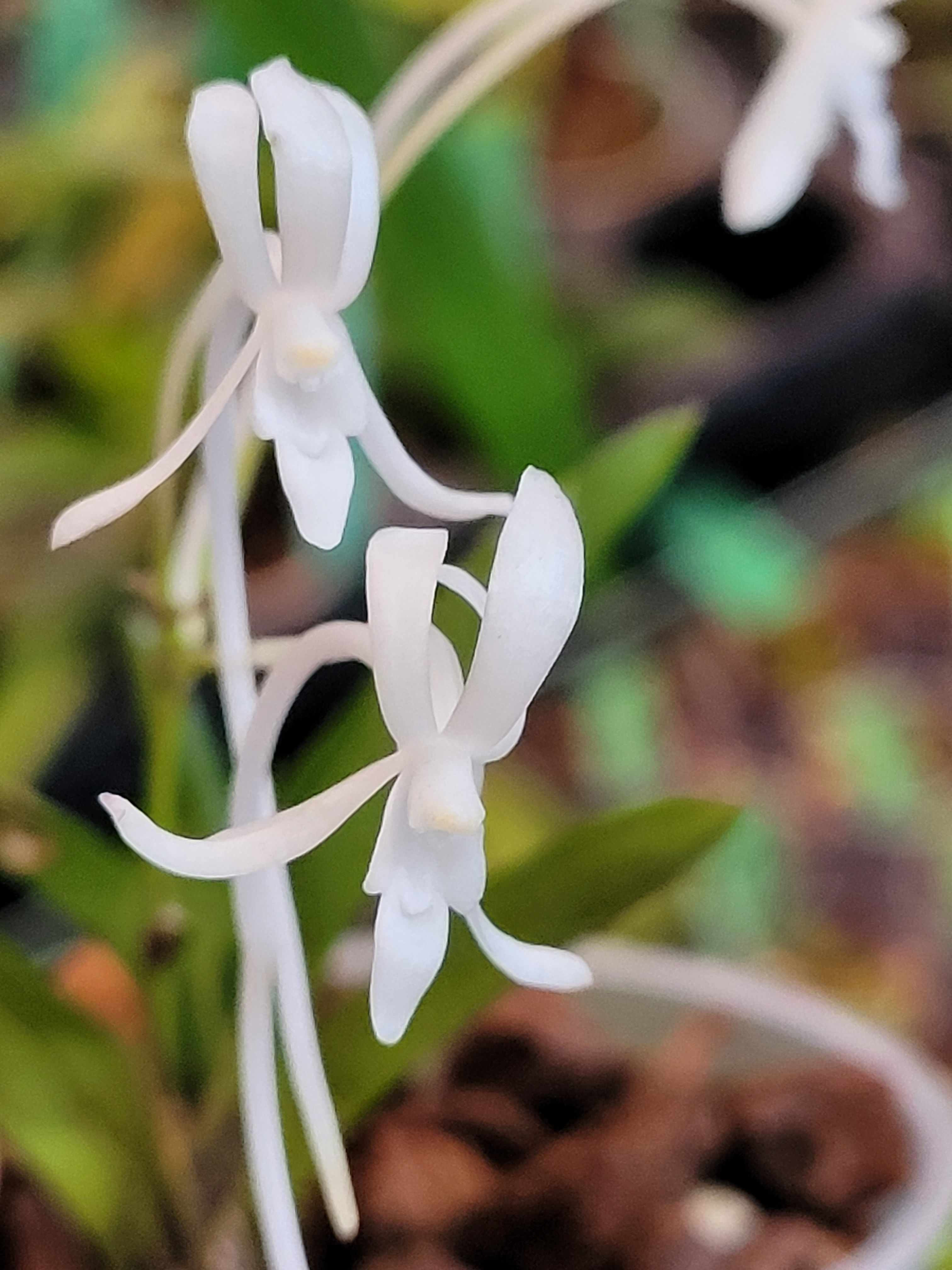 Neofinetia falcata 'Isechabo'
