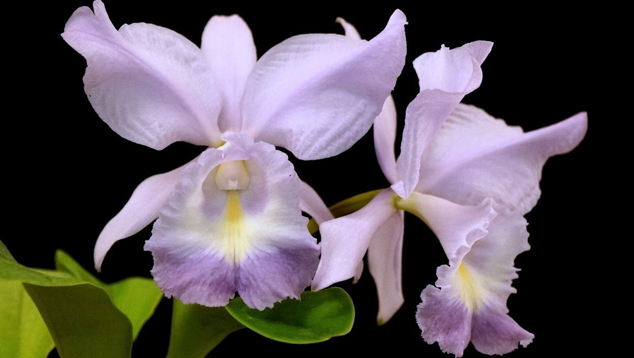 Cattleya Sea Breeze