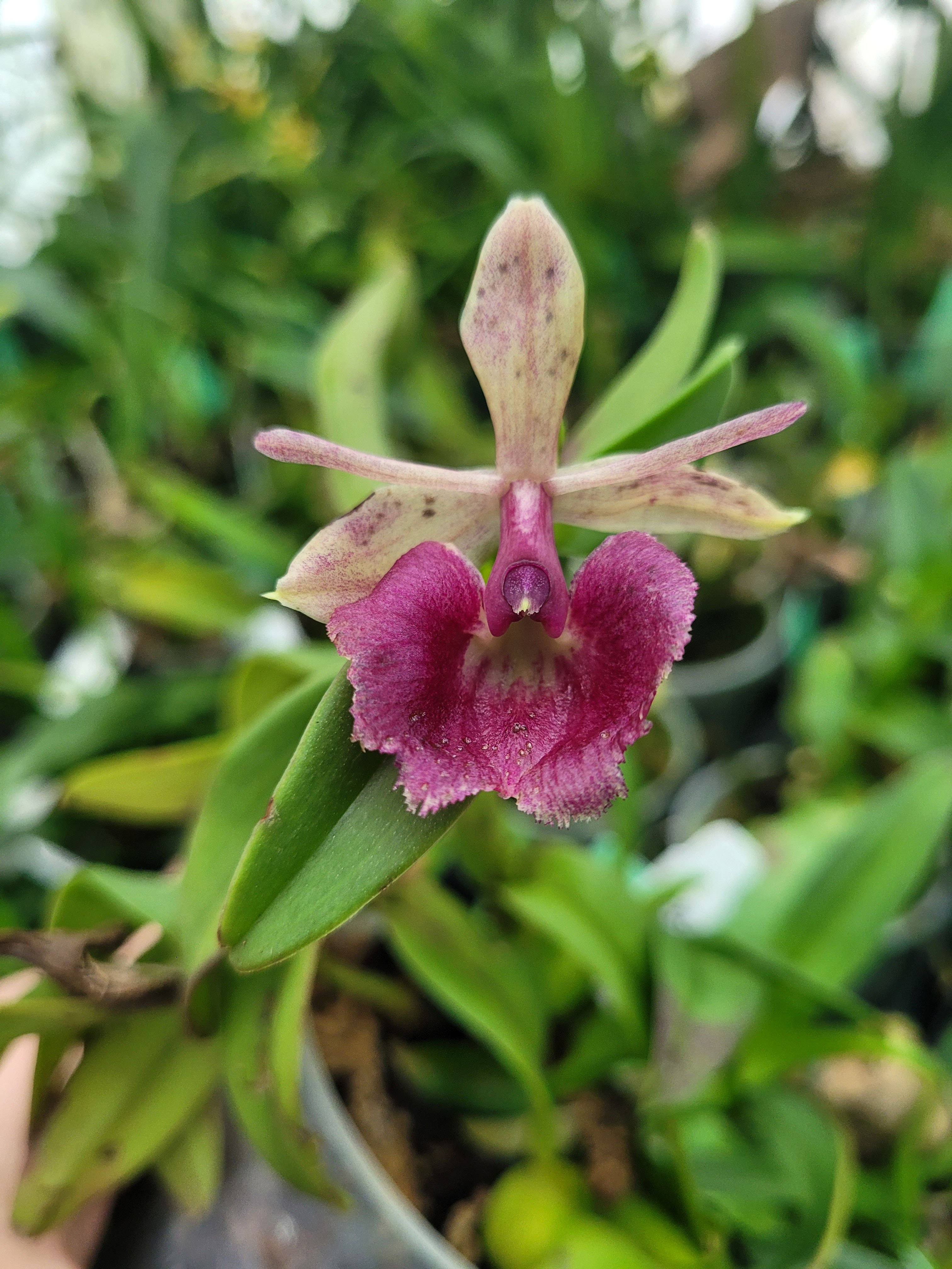 Epidendrum Julien Cedric Anne