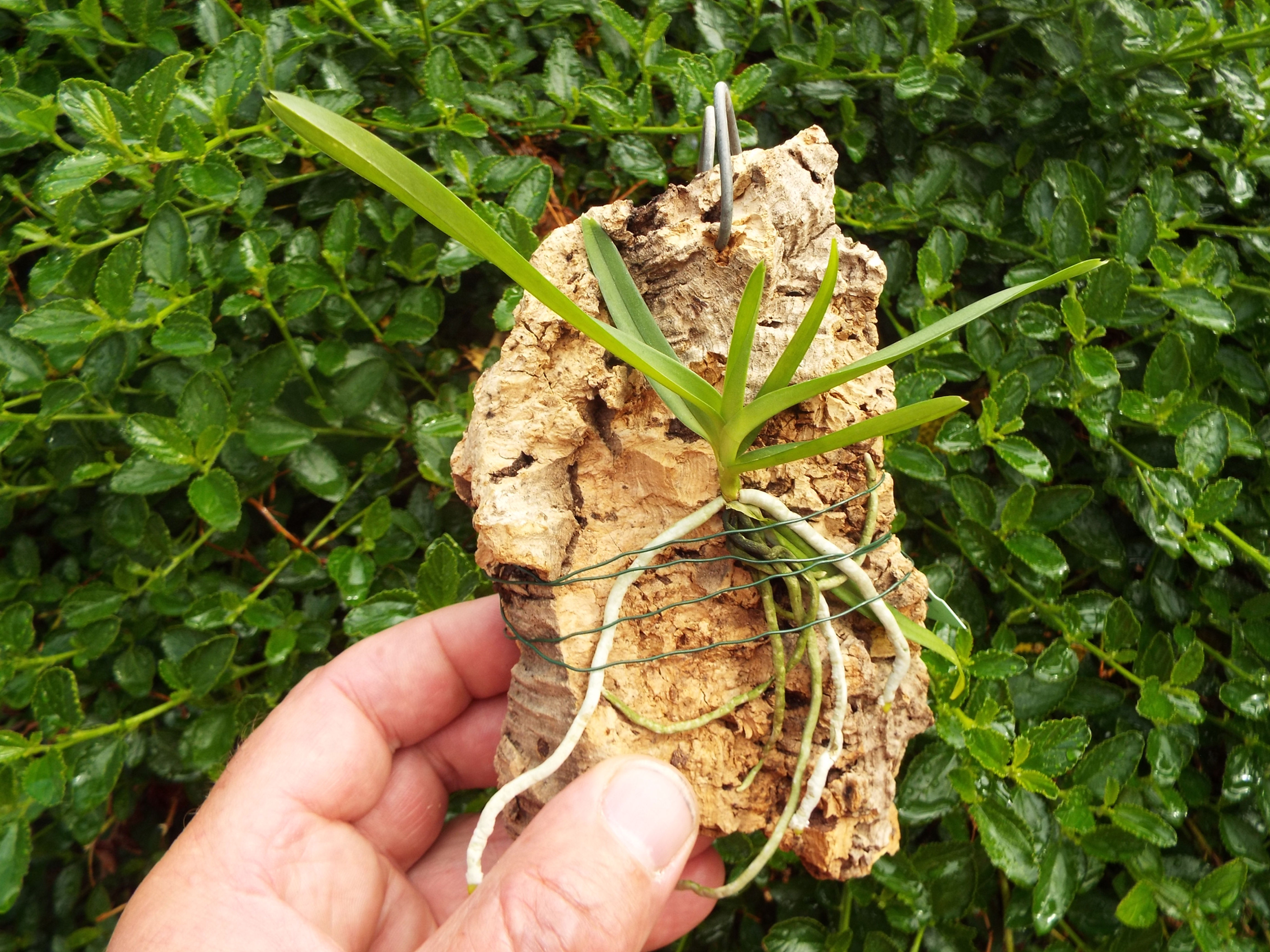Vanda vipanii