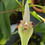 Thumbnail: Bulbophyllum blepharistes