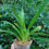 Thumbnail: Phragmipedium longifolium