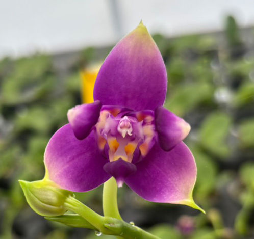 Phalaenopsis violacea indigo