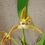 Thumbnail: Maxillaria hybrid