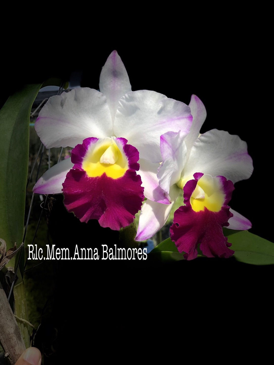 Cattleya 'Mem. Anna Balmores'