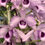 Thumbnail: Dendrobium Nestor var.coerulea