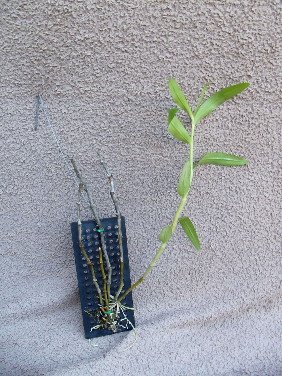 Thumbnail: Dendrobium bensoniae