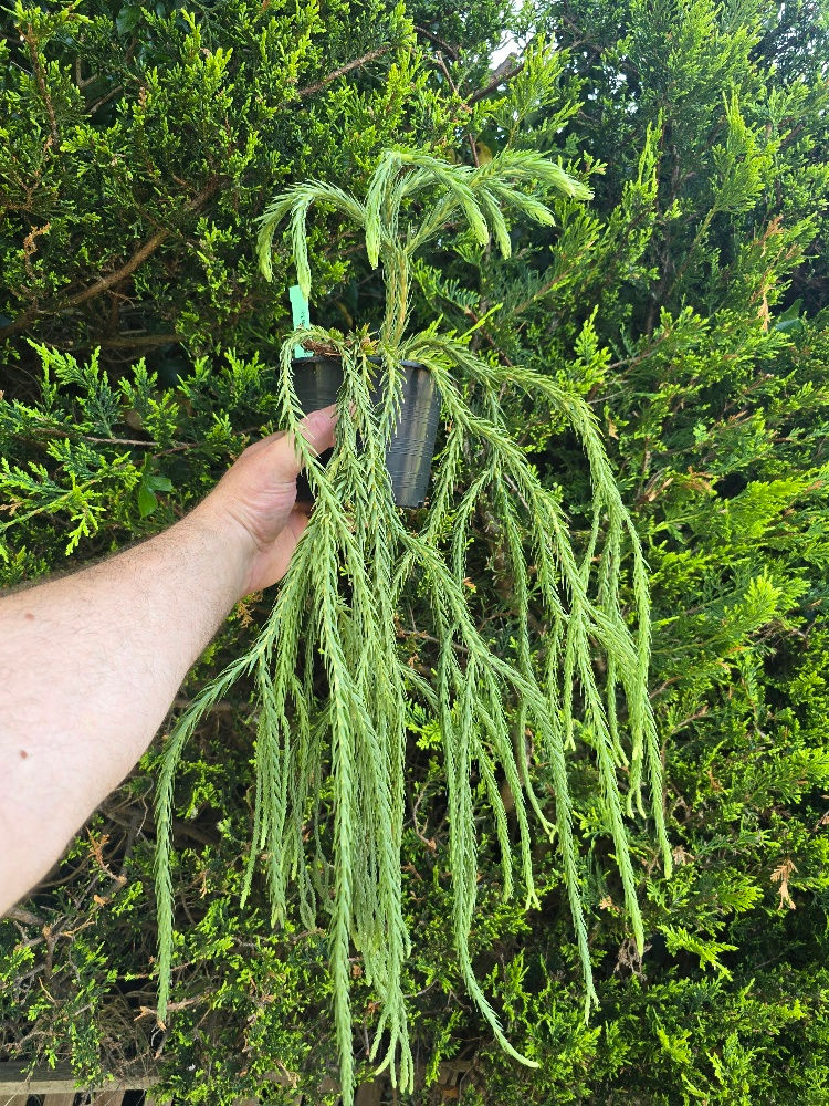 Huperzia carinata Blue Klay
