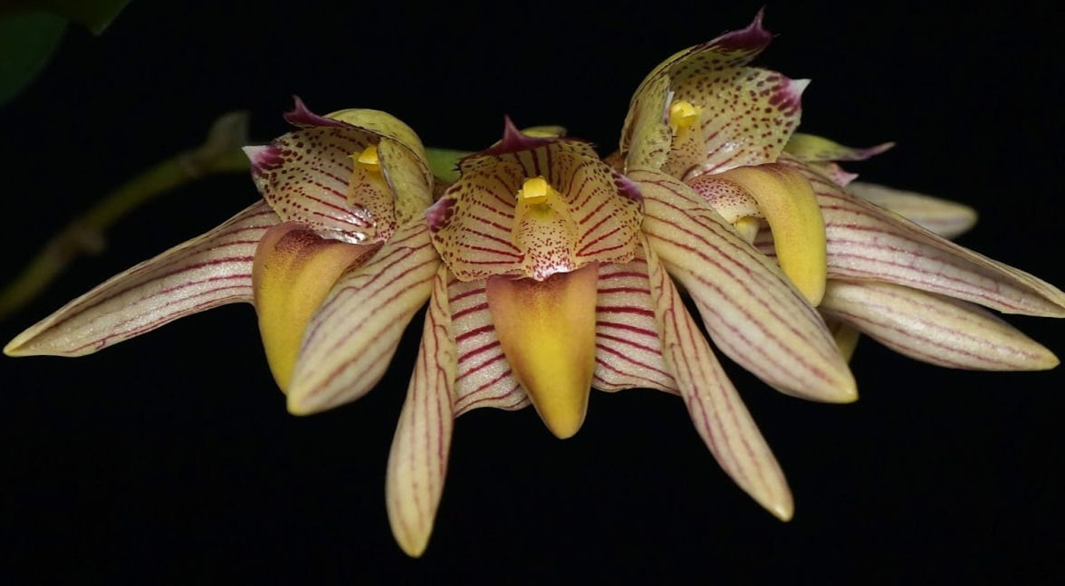 Bulbophyllum bicolor