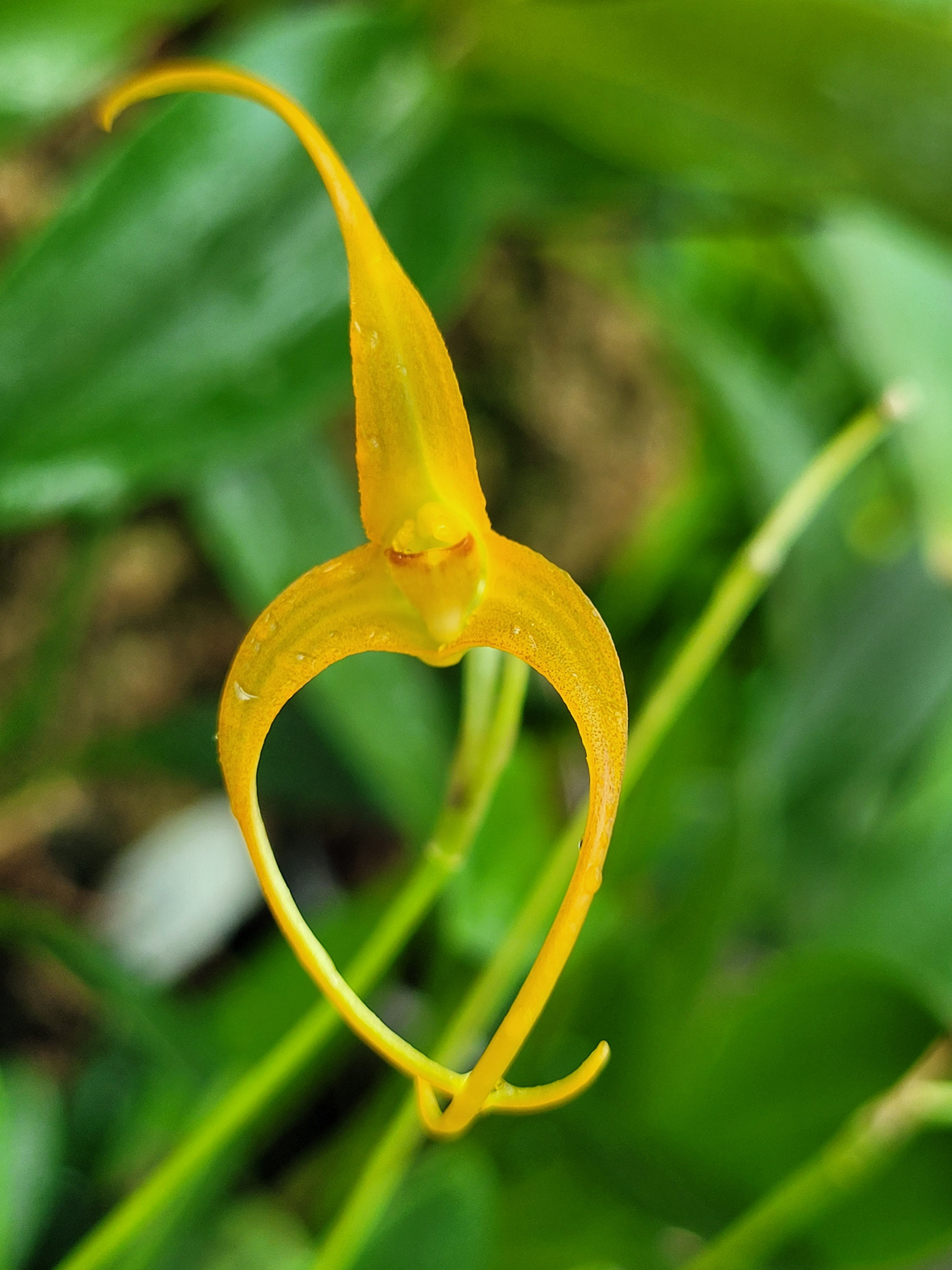 Porrovallia 'Ecuagenera'