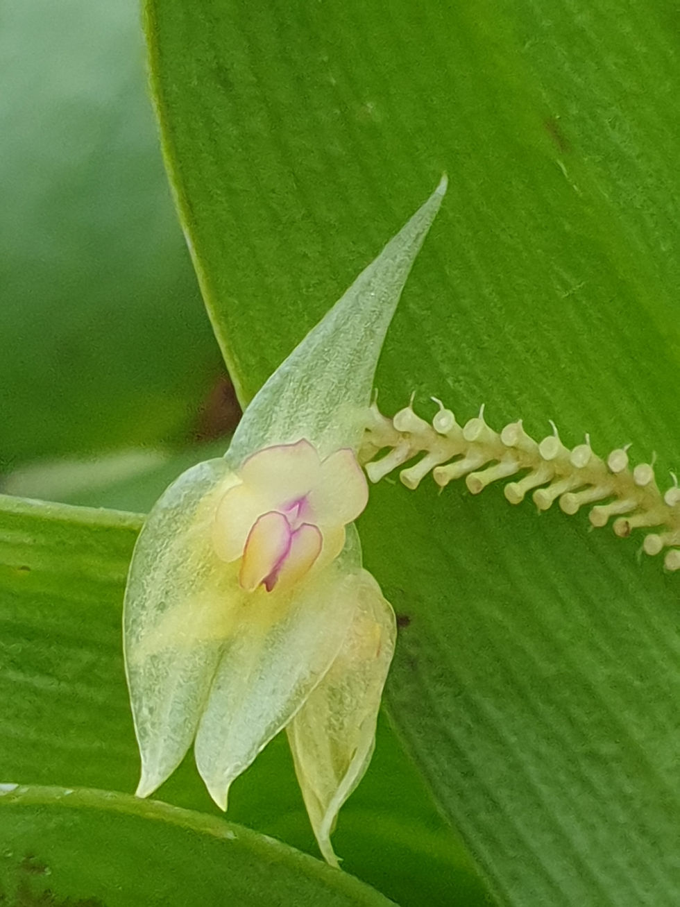 Thumbnail: Lepanthes imitator