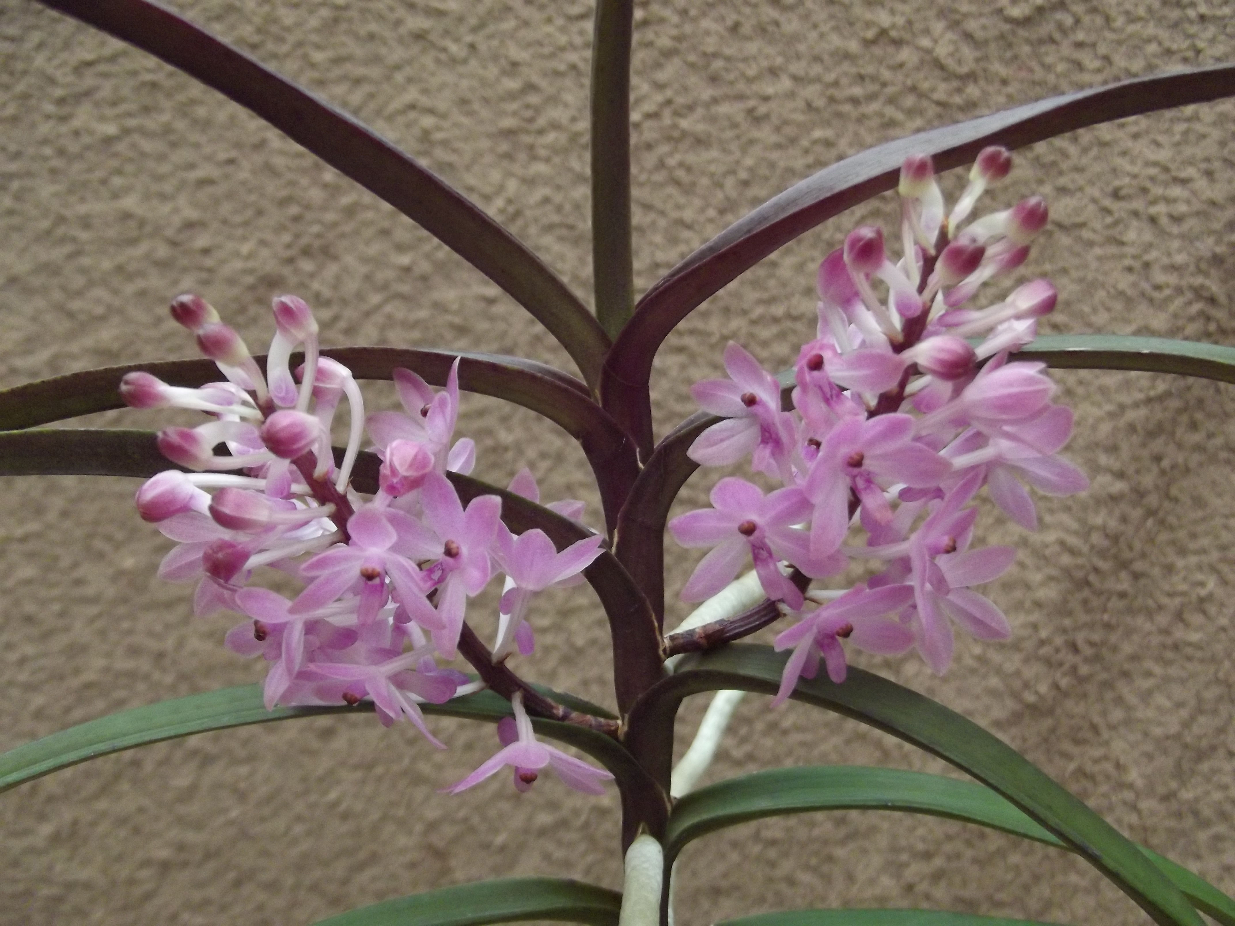 Ascocentrum christensonianum