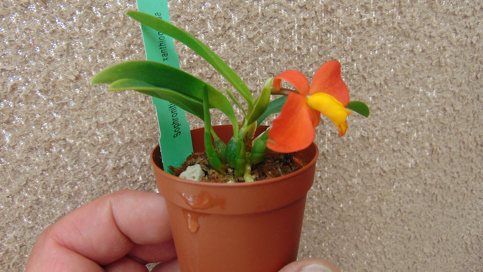 Thumbnail: Cattleya/Sophronitis coccinea xantoglossa
