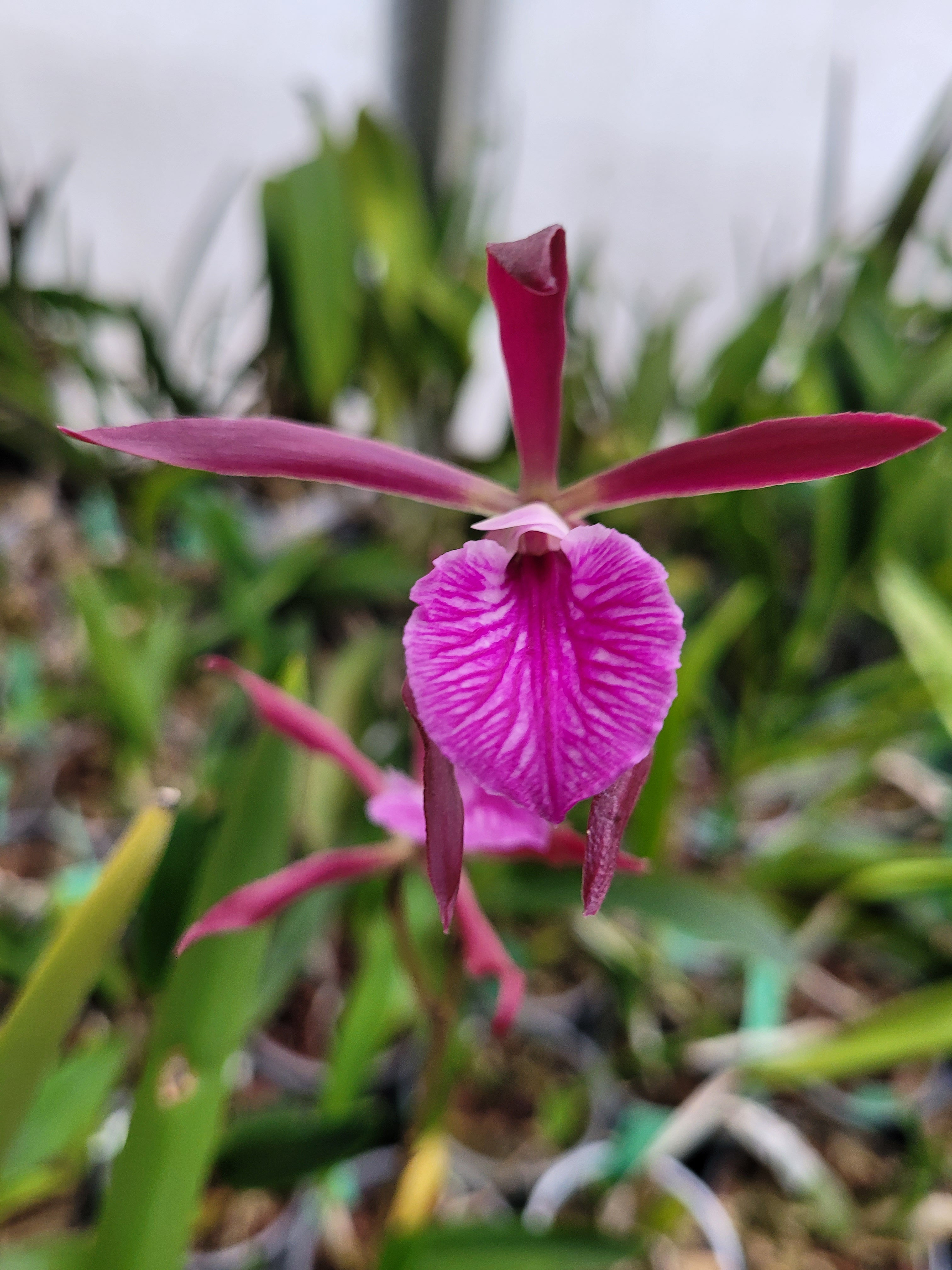 Encyvola Jairak Treasure 'Haliastur'