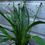 Thumbnail: Oncidium hybrid
