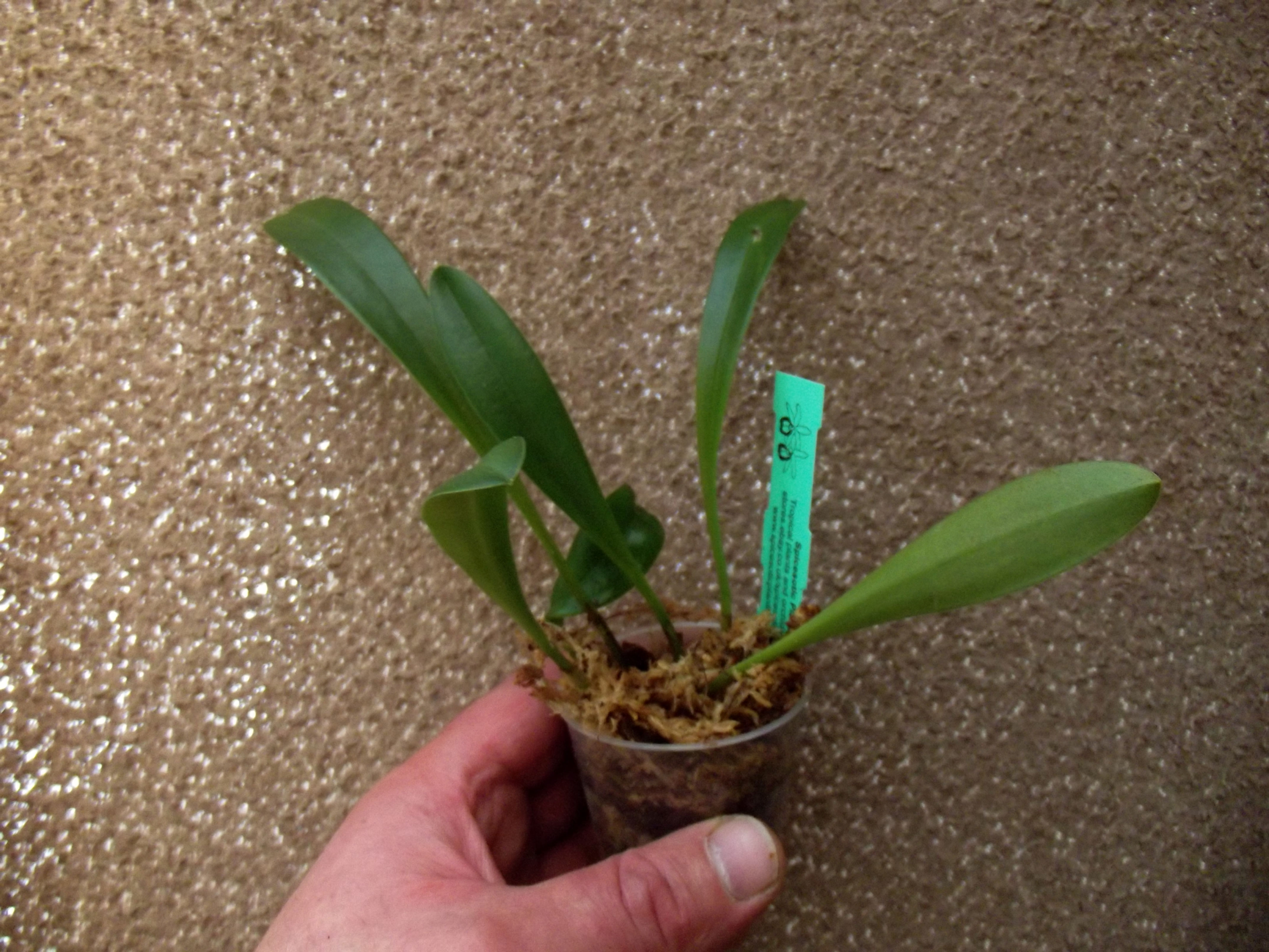 Masdevallia Redwing 'Paradise'