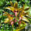 Thumbnail: Bulbophyllum foetidum