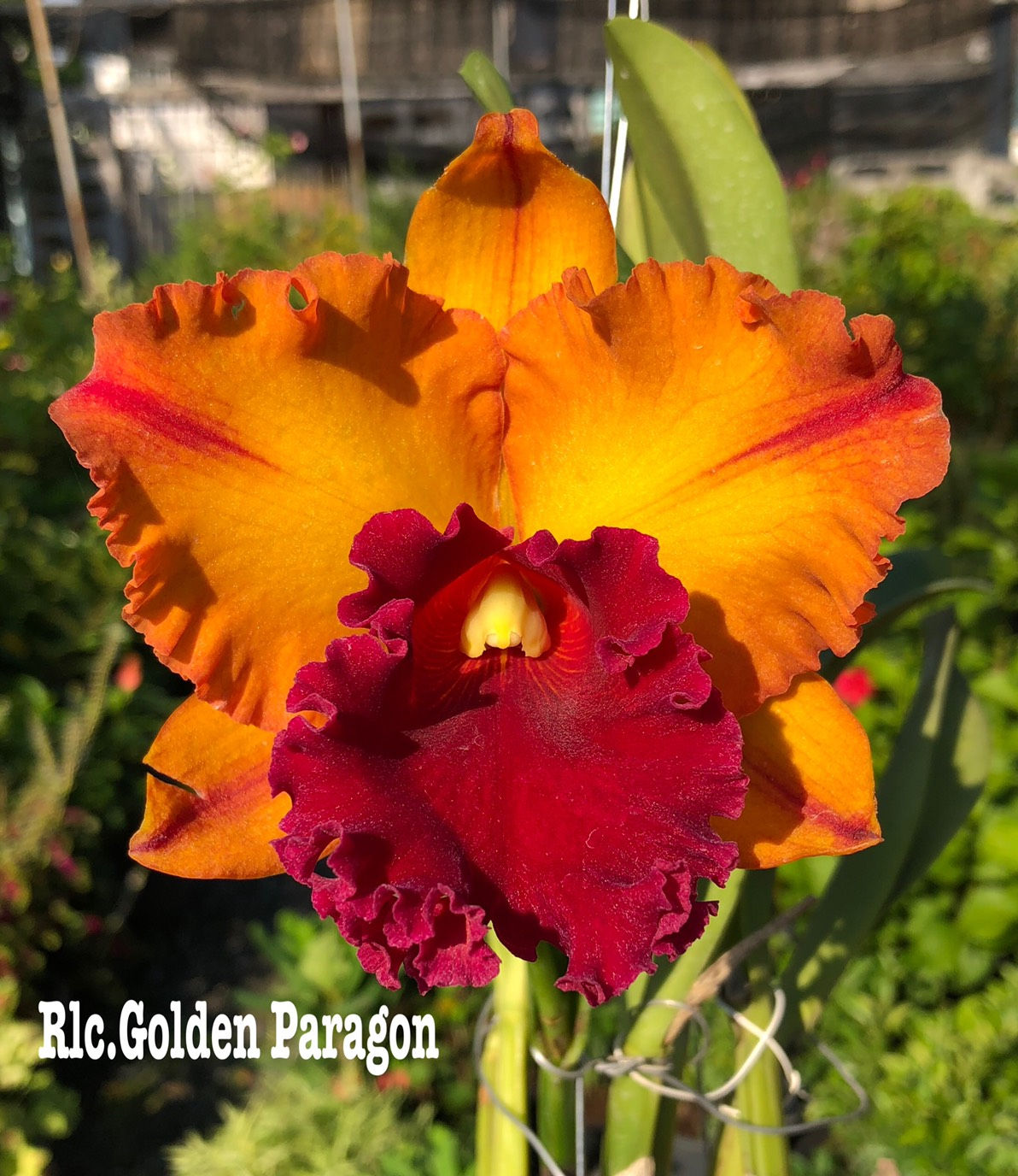 Rlc.Golden Paragon