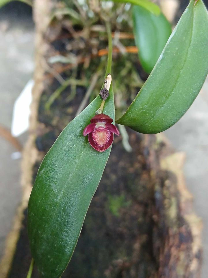 Pleurothallis lacera