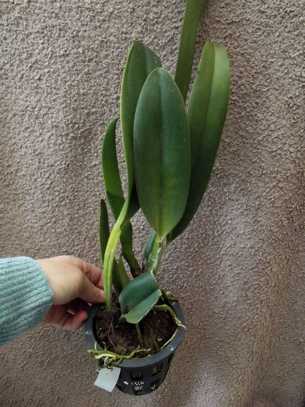 Thumbnail: Cattleya/ Rlc. Siam Song