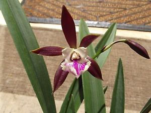 Encyclia Jairak Arrow