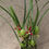 Thumbnail: Maxillaria tenuifolia / Coconut orchid