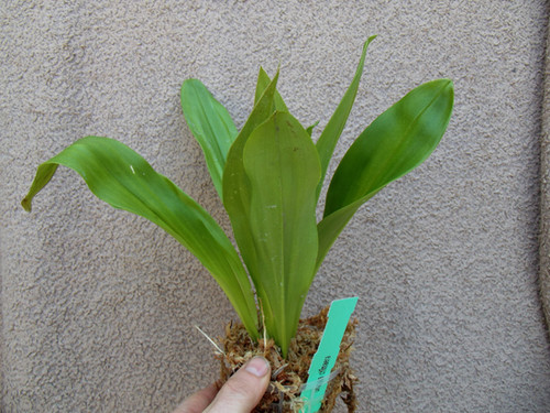 Dracula chimaera | Spicesotic plants