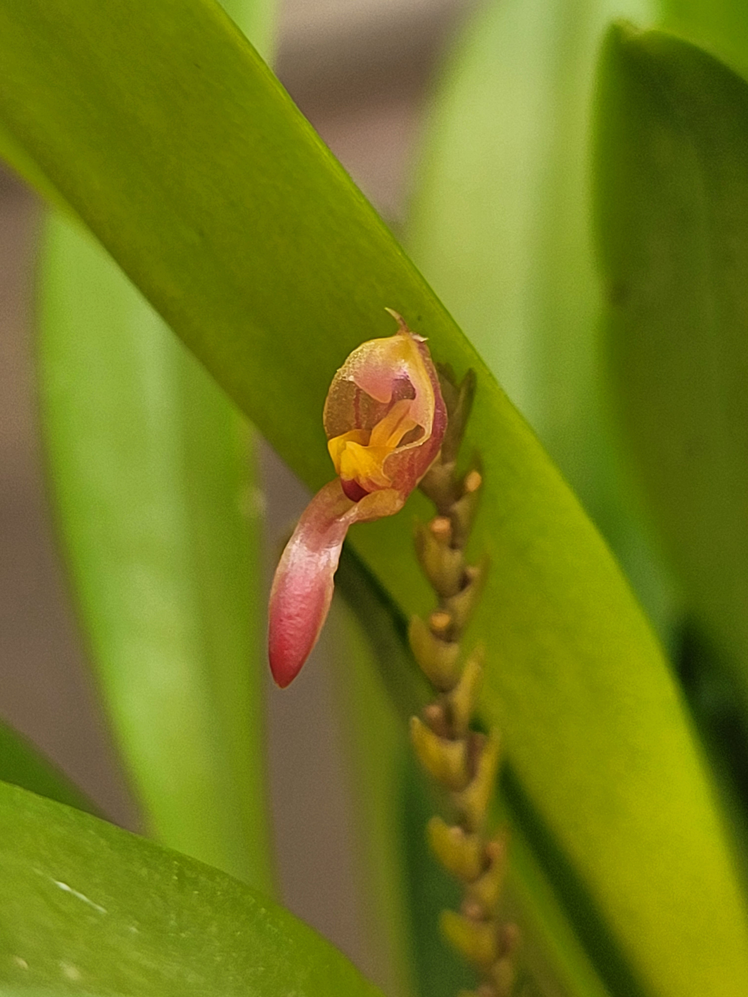 Scaphosepalum microdactylum