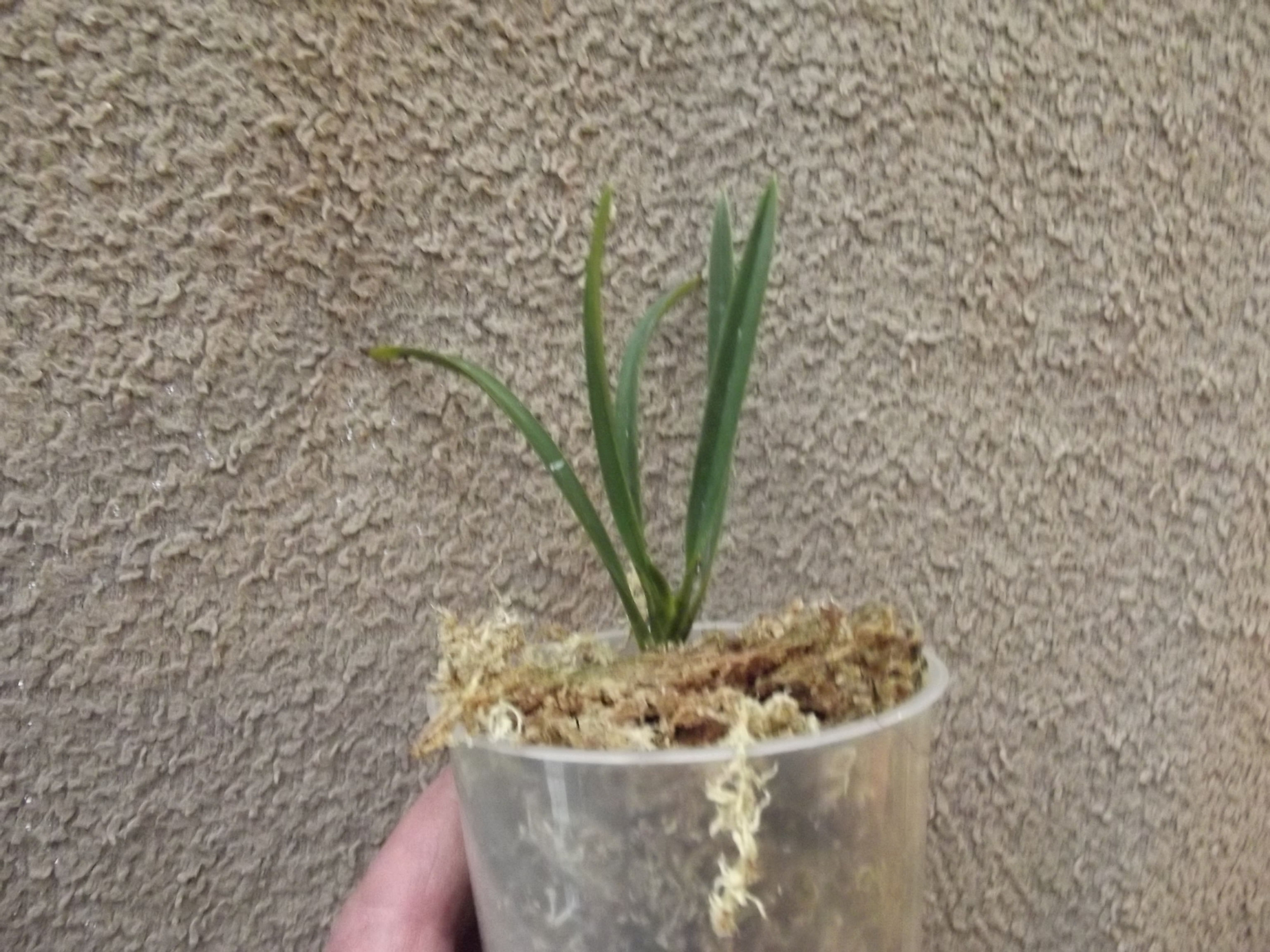 Neofinetia falcata Kenkokuden