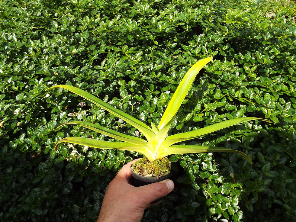 Thumbnail: Paphiopedilum Prince Edward Of York 4N