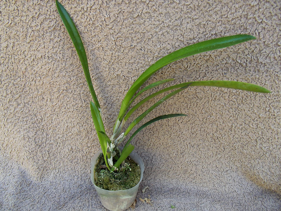 Thumbnail: Cattleya Button Top x Morning Glory' s CT -Little Jolie