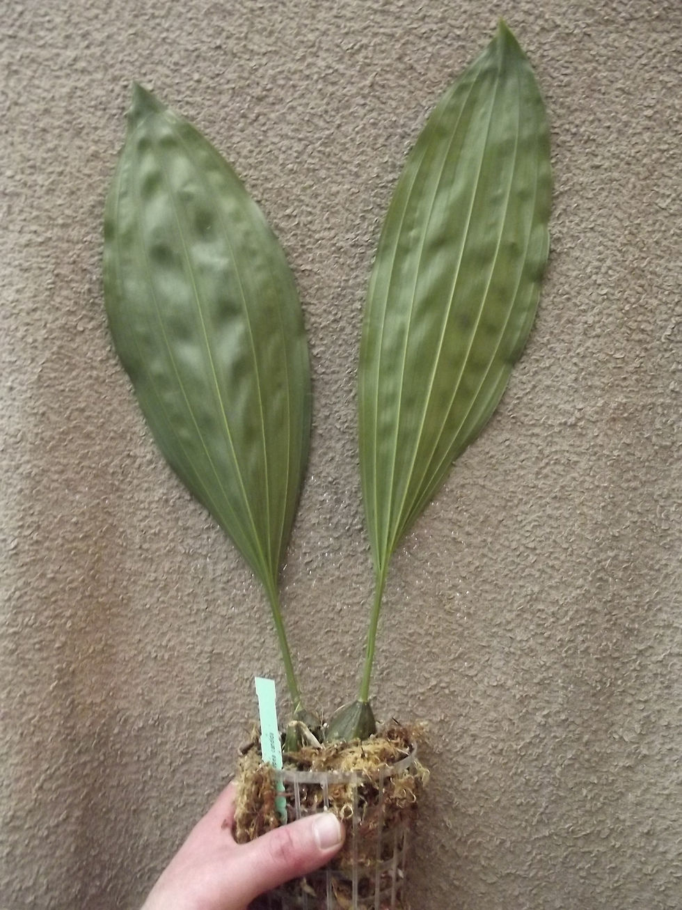 Thumbnail: Stanhopea candida