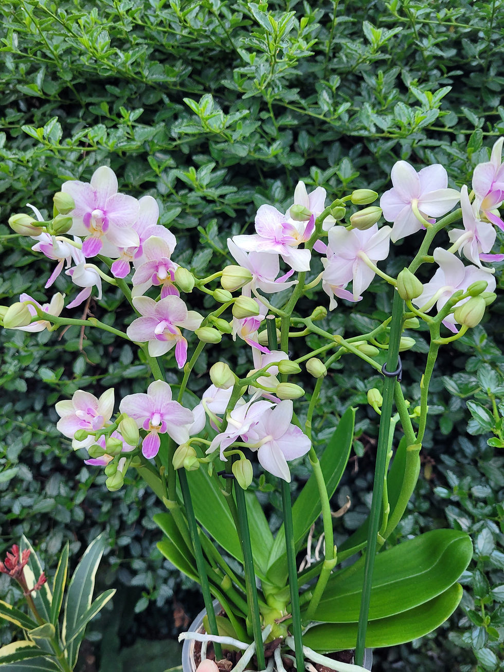 Thumbnail: Phalaenopsis Dazzling Blossom