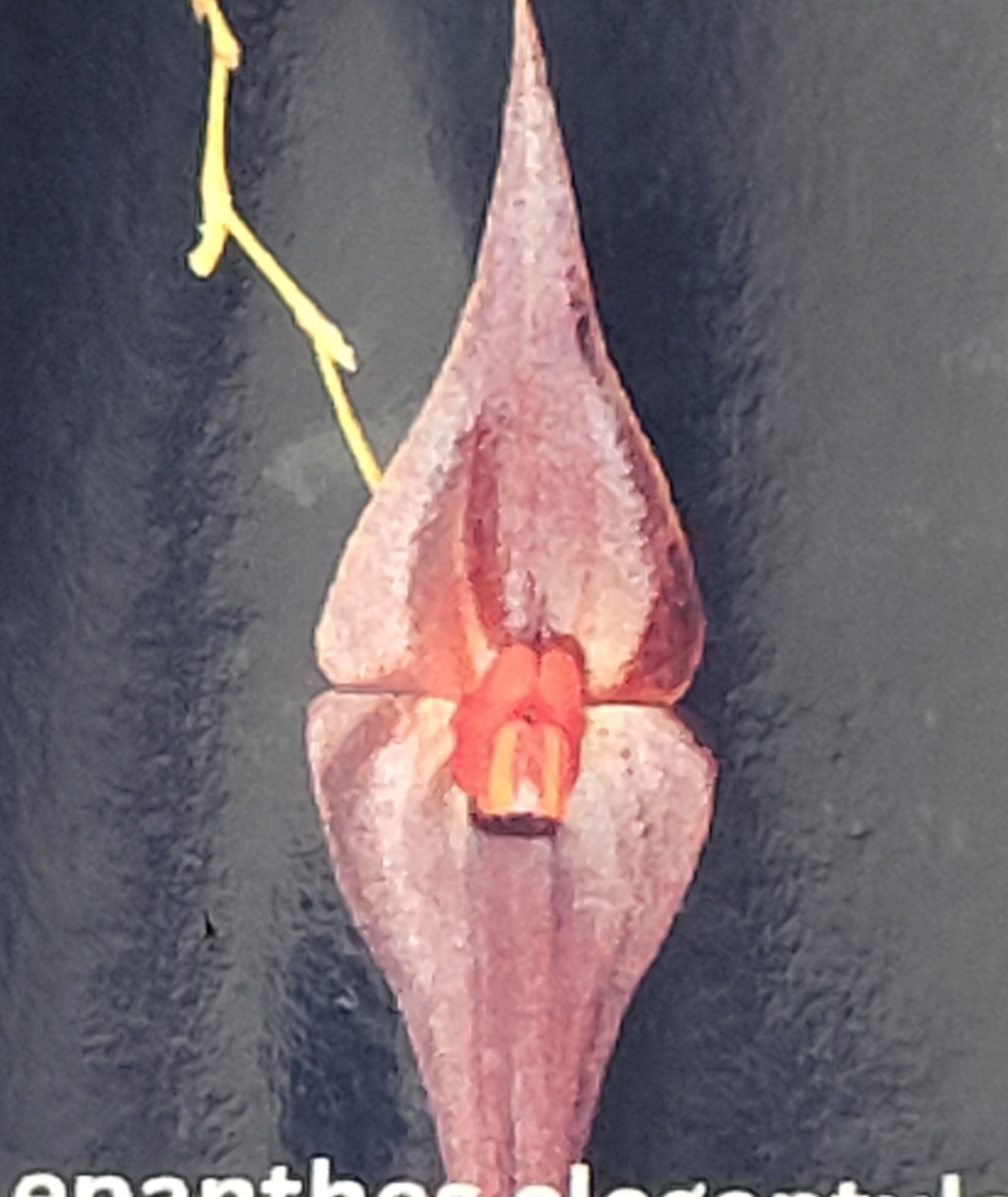 Lepanthes elegantula