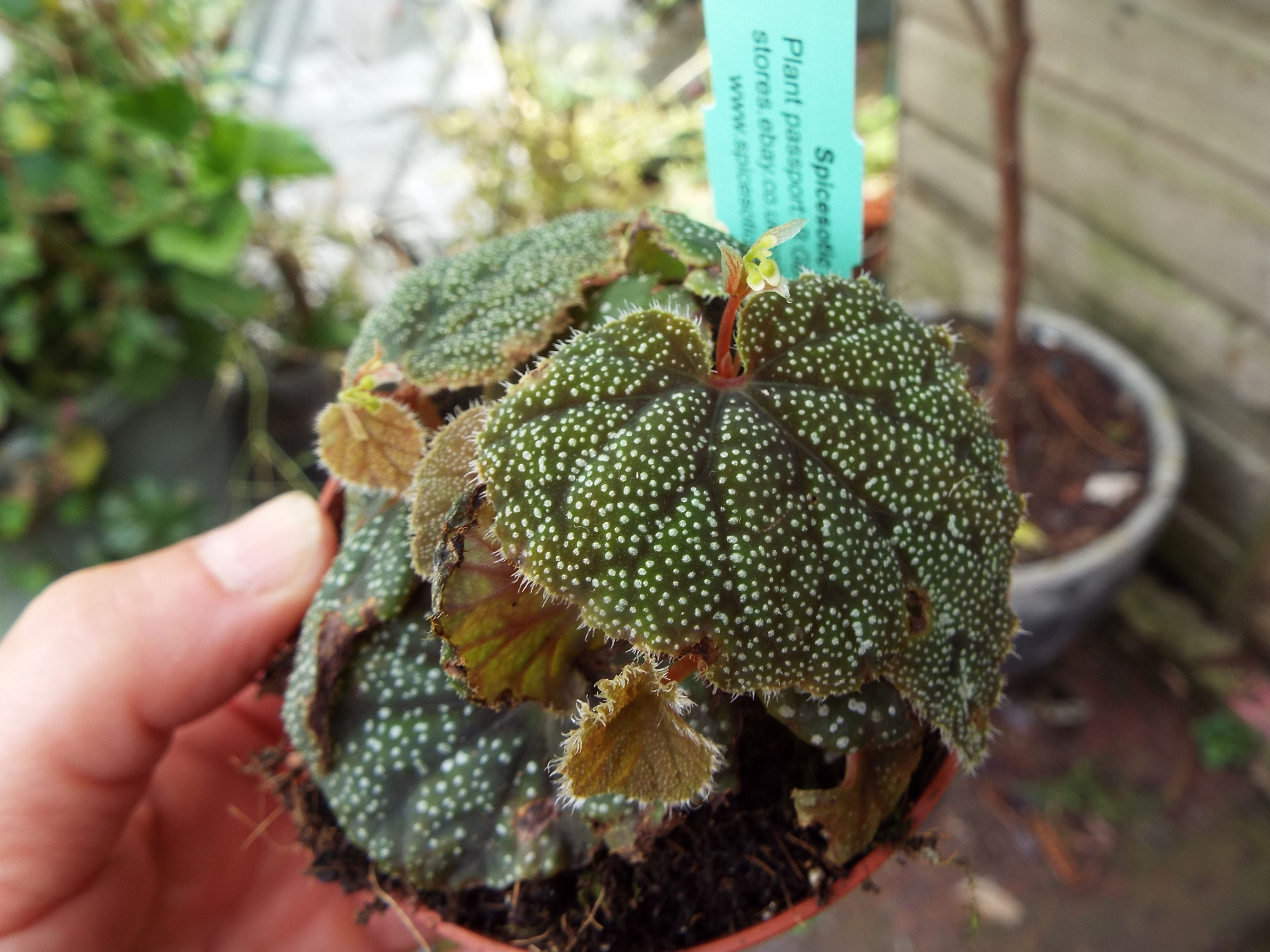 Begonia curtisii 'Galaxy'