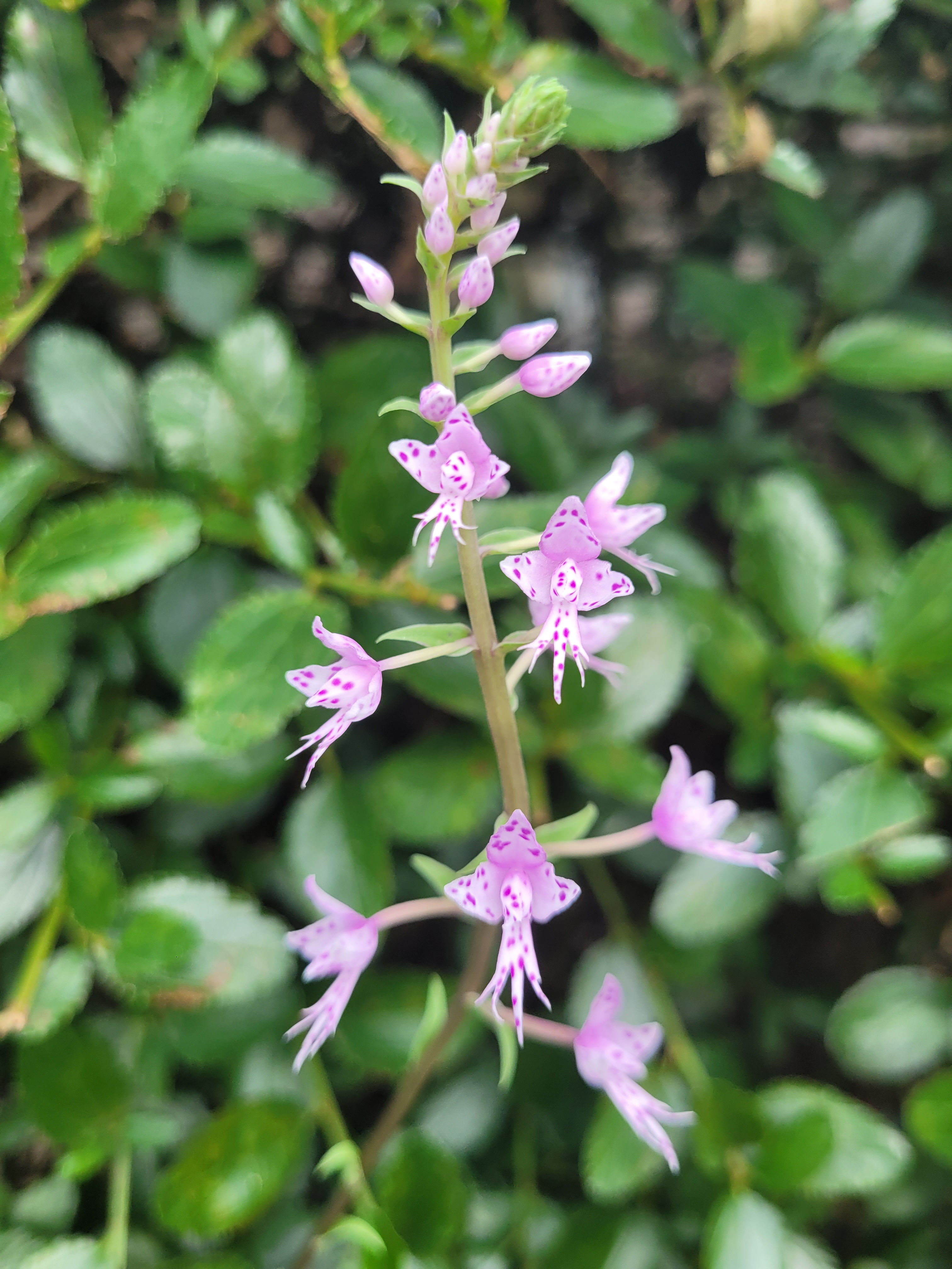 Stenoglottis longifolia